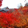 東福寺の紅葉 見頃の時期や近くのおすすめスポットを紹介！